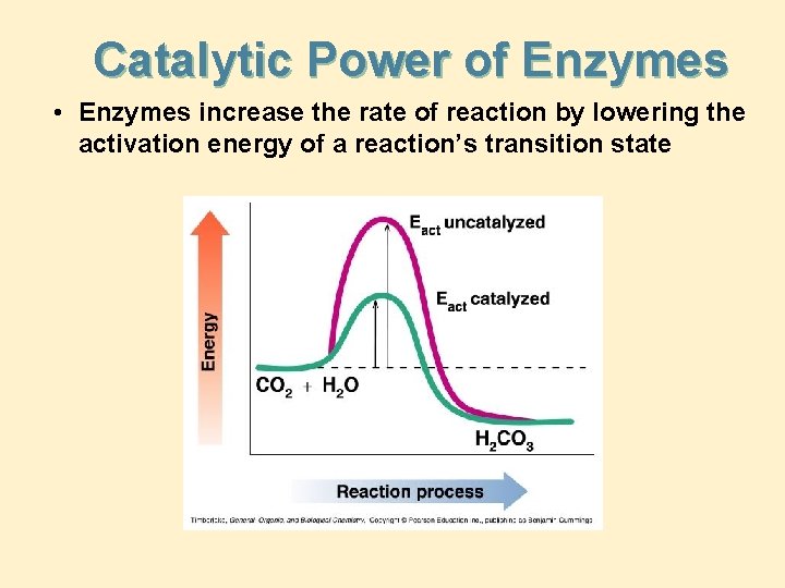 Catalytic Power of Enzymes • Enzymes increase the rate of reaction by lowering the