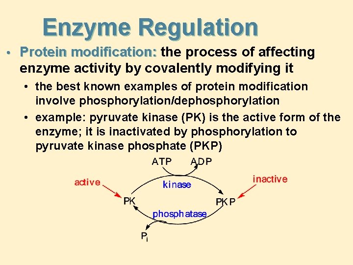 Enzyme Regulation • Protein modification: the process of affecting enzyme activity by covalently modifying