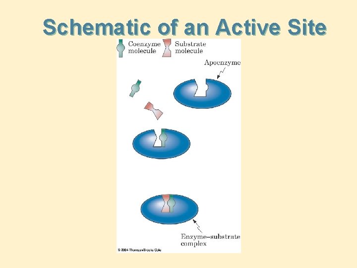 Schematic of an Active Site 