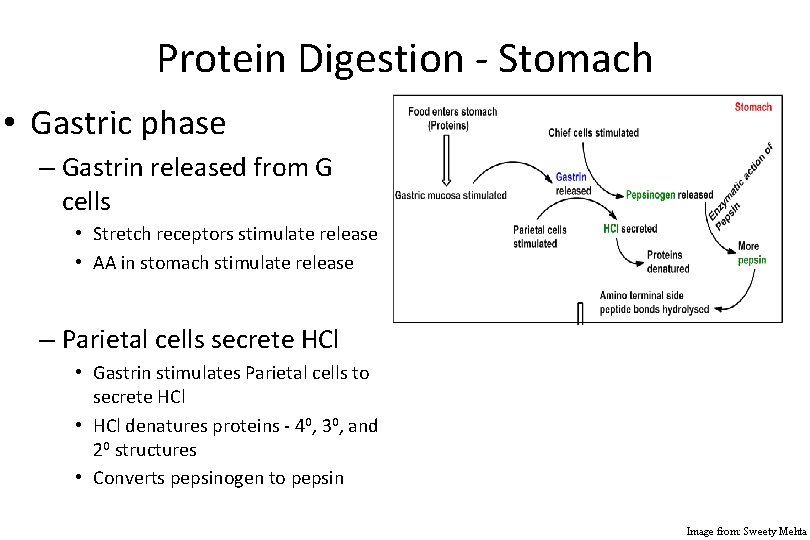 Protein Digestion - Stomach • Gastric phase – Gastrin released from G cells •