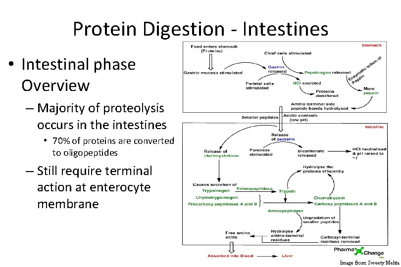 Protein Digestion - Intestines • Intestinal phase Overview – Majority of proteolysis occurs in