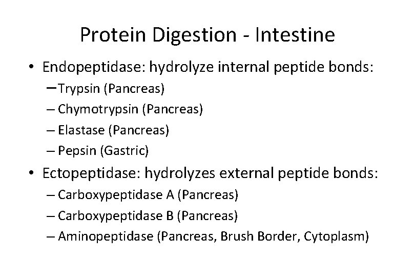 Protein Digestion - Intestine • Endopeptidase: hydrolyze internal peptide bonds: – Trypsin (Pancreas) –