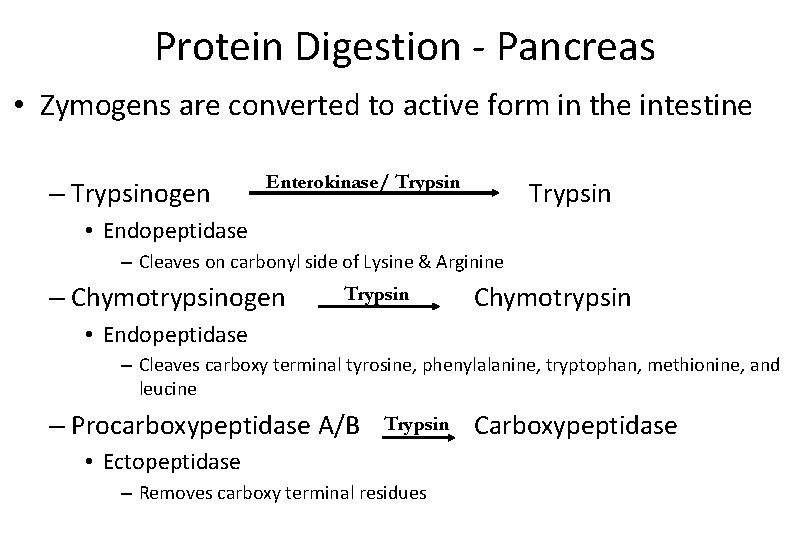 Protein Digestion - Pancreas • Zymogens are converted to active form in the intestine