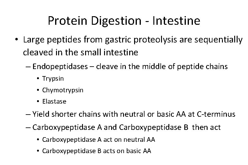 Protein Digestion - Intestine • Large peptides from gastric proteolysis are sequentially cleaved in