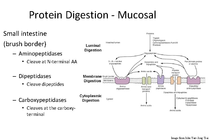 Protein Digestion - Mucosal Small intestine (brush border) – Aminopeptidases • Cleave at N-terminal