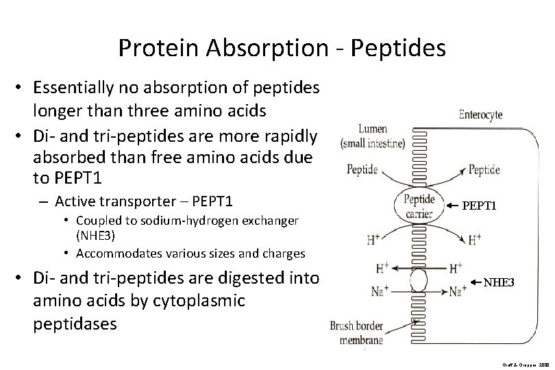 Protein Absorption - Peptides • Essentially no absorption of peptides longer than three amino