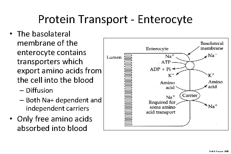 Protein Transport - Enterocyte • The basolateral membrane of the enterocyte contains transporters which