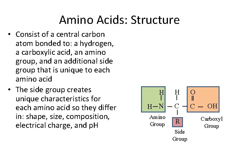 Amino Acids: Structure • Consist of a central carbon atom bonded to: a hydrogen,