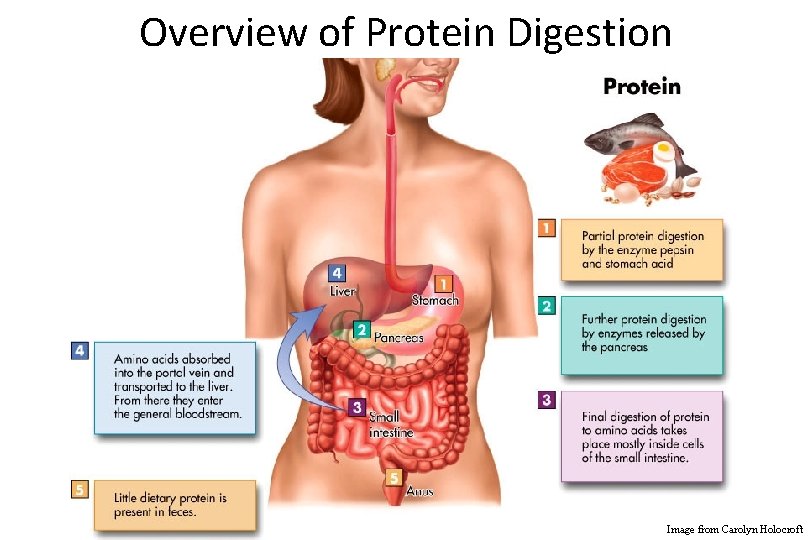 Overview of Protein Digestion Image from Carolyn Holocroft 
