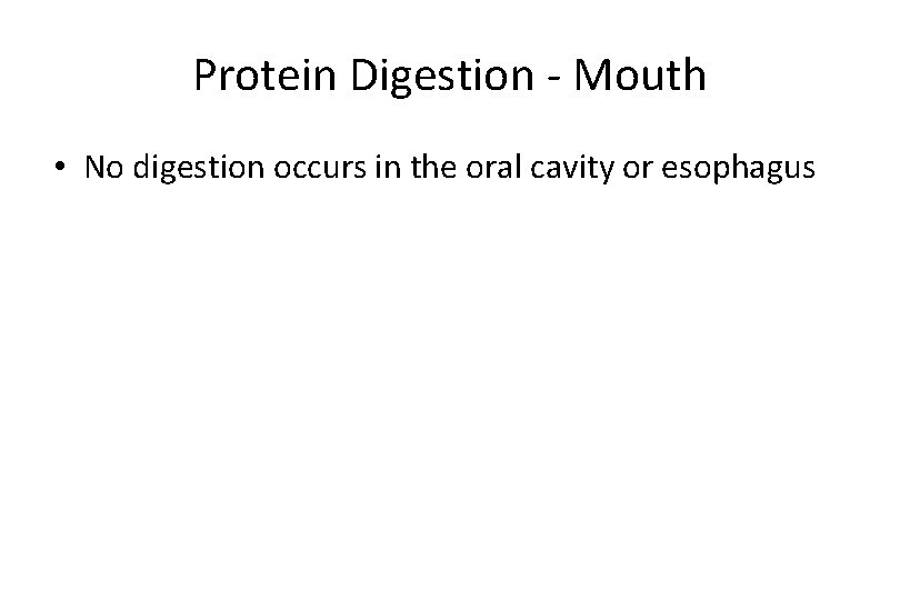 Protein Digestion - Mouth • No digestion occurs in the oral cavity or esophagus