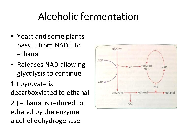 Alcoholic fermentation • Yeast and some plants pass H from NADH to ethanal •