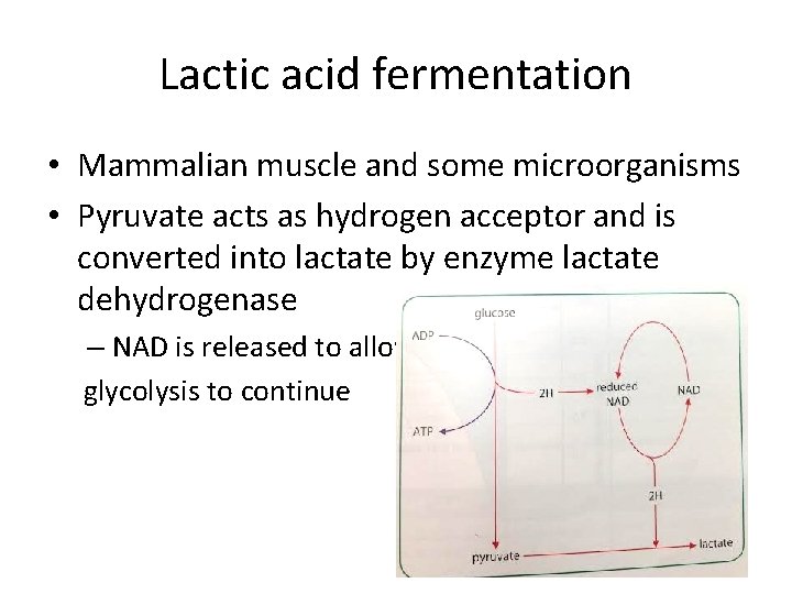 Lactic acid fermentation • Mammalian muscle and some microorganisms • Pyruvate acts as hydrogen