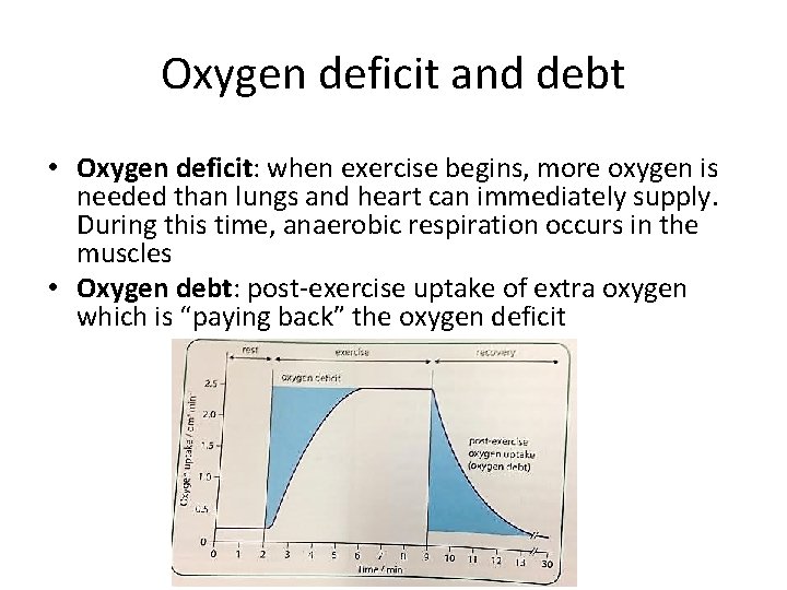 Oxygen deficit and debt • Oxygen deficit: when exercise begins, more oxygen is needed