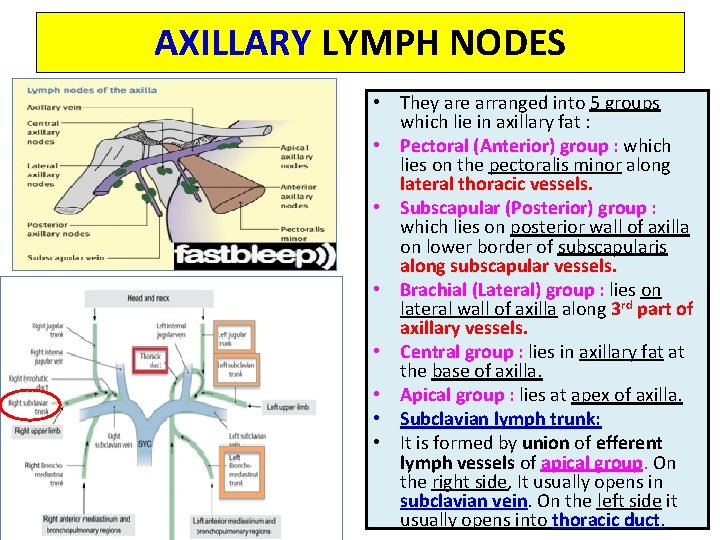 AXILLARY LYMPH NODES • They are arranged into 5 groups which lie in axillary