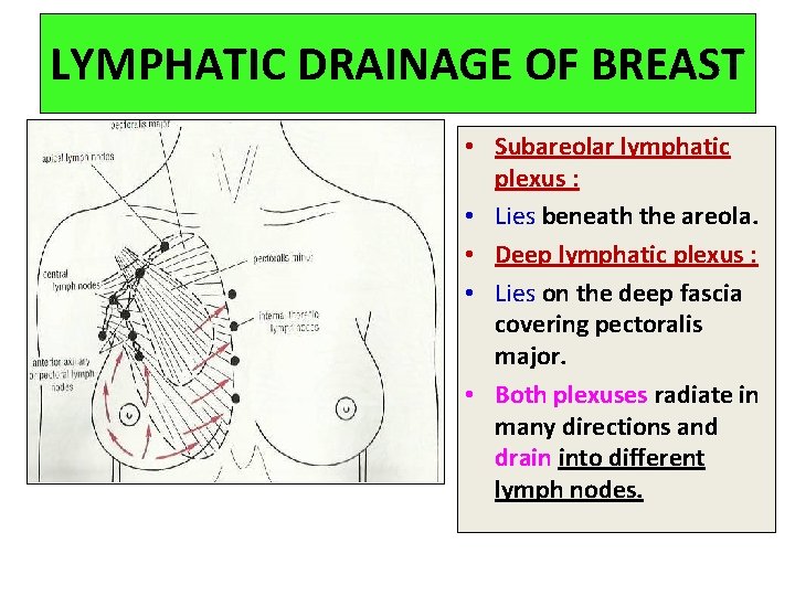 LYMPHATIC DRAINAGE OF BREAST • Subareolar lymphatic plexus : • Lies beneath the areola.