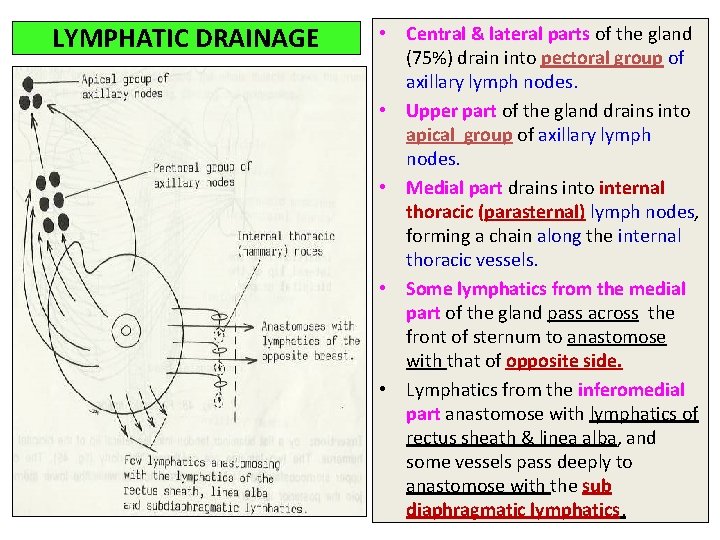 LYMPHATIC DRAINAGE • Central & lateral parts of the gland (75%) drain into pectoral