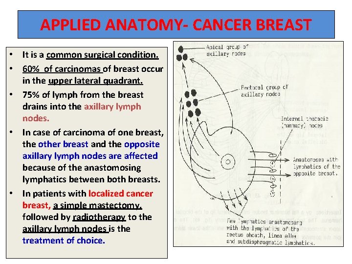 APPLIED ANATOMY- CANCER BREAST • It is a common surgical condition. • 60% of