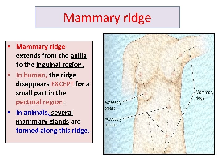 Mammary ridge • Mammary ridge extends from the axilla to the inguinal region. •