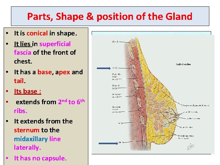 Parts, Shape & position of the Gland • It is conical in shape. •