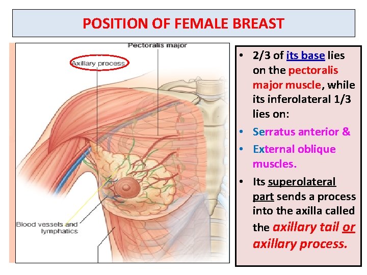 POSITION OF FEMALE BREAST • 2/3 of its base lies on the pectoralis major