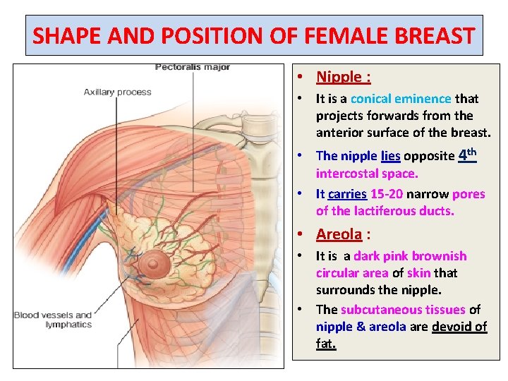 SHAPE AND POSITION OF FEMALE BREAST • Nipple : • It is a conical