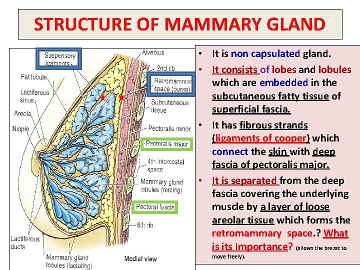 STRUCTURE OF MAMMARY GLAND • It is non capsulated gland. • It consists of