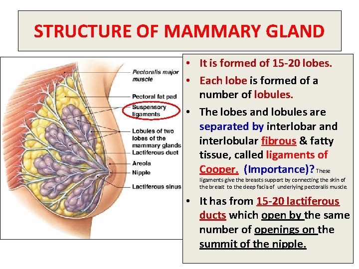 STRUCTURE OF MAMMARY GLAND • It is formed of 15 -20 lobes. • Each