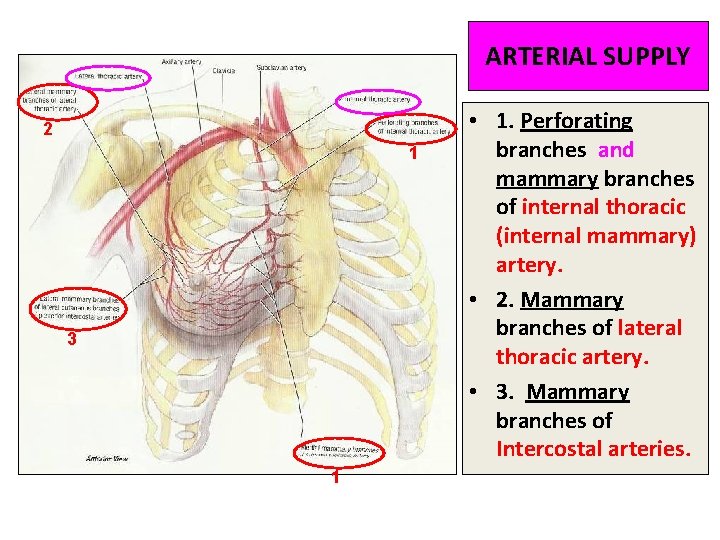 ARTERIAL SUPPLY 2 1 3 1 • 1. Perforating branches and mammary branches of