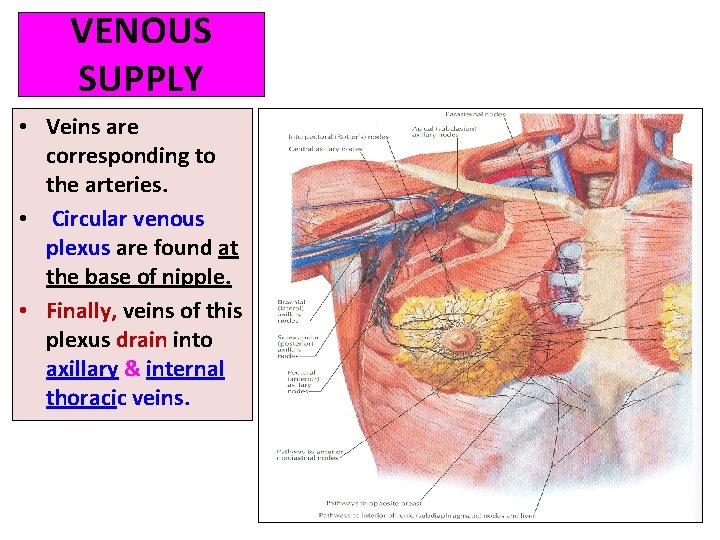 VENOUS SUPPLY • Veins are corresponding to the arteries. • Circular venous plexus are