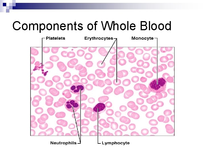 Components of Whole Blood 