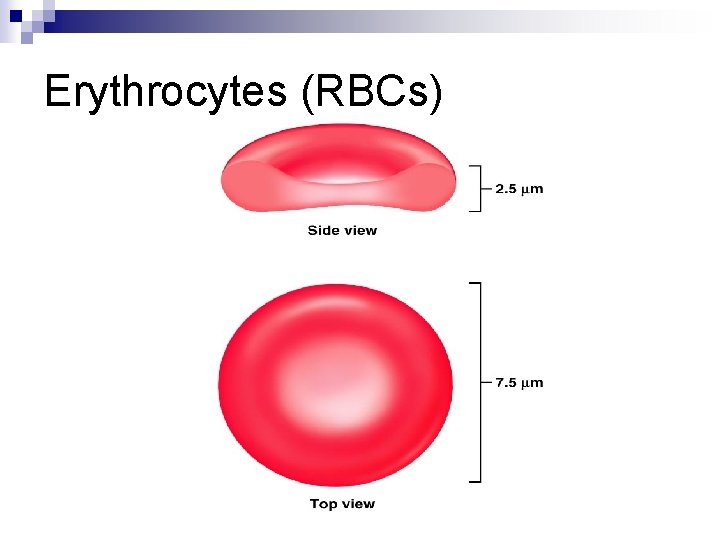 Erythrocytes (RBCs) 