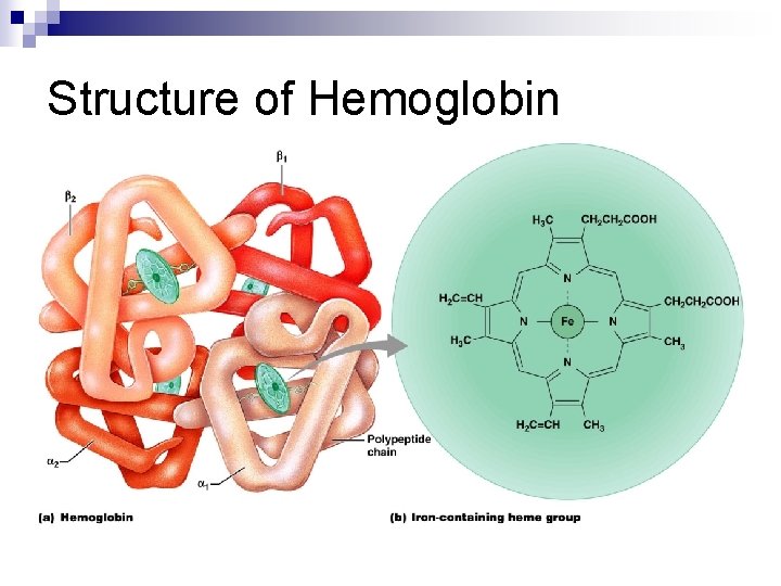 Structure of Hemoglobin 