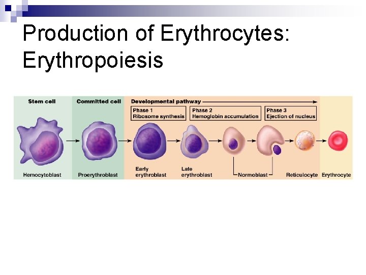 Production of Erythrocytes: Erythropoiesis 