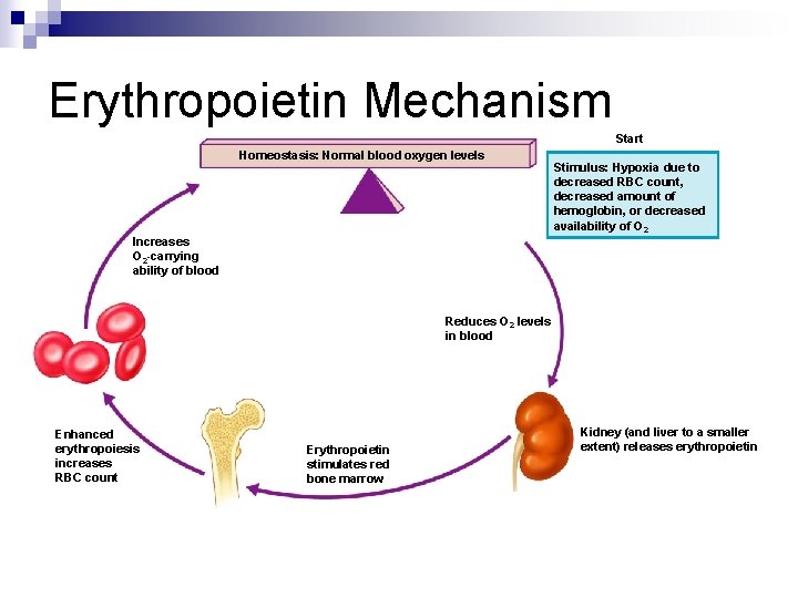 Erythropoietin Mechanism Start Homeostasis: Normal blood oxygen levels Stimulus: Hypoxia due to decreased RBC