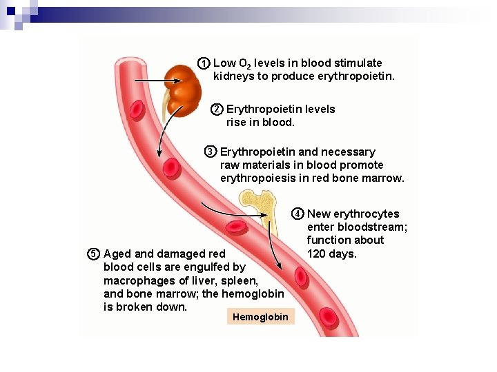Low O 2 levels in blood stimulate kidneys to produce erythropoietin. 1 2 3