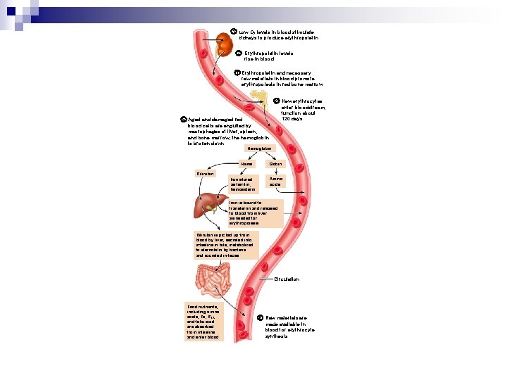 1 Low O 2 levels in blood stimulate kidneys to produce erythropoietin. 2 Erythropoietin