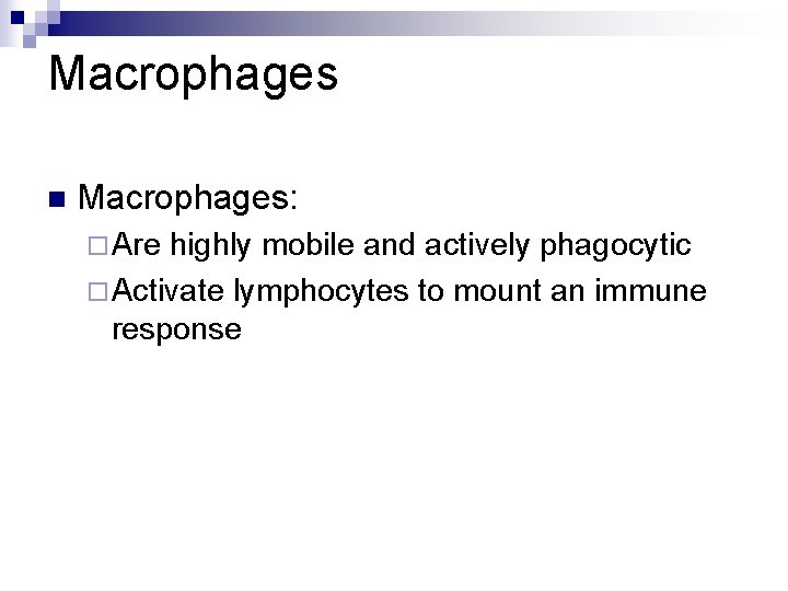Macrophages n Macrophages: ¨ Are highly mobile and actively phagocytic ¨ Activate lymphocytes to