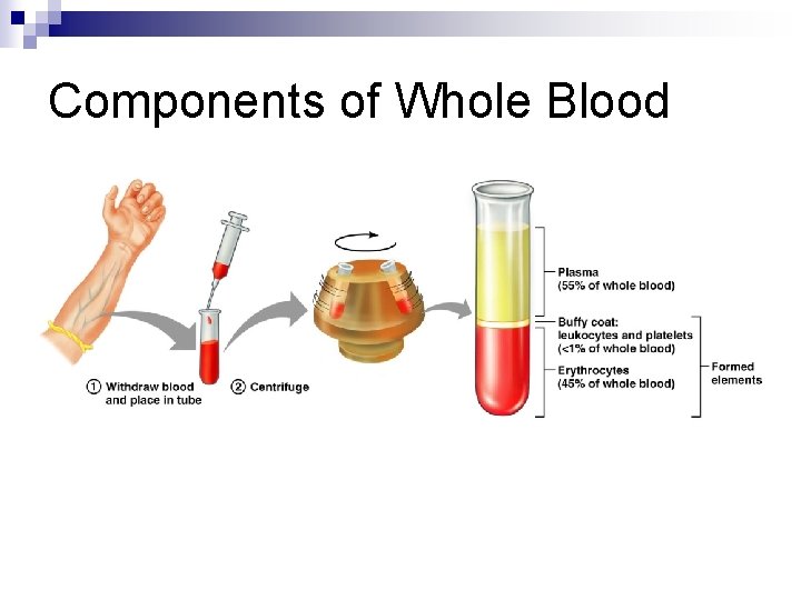 Components of Whole Blood 