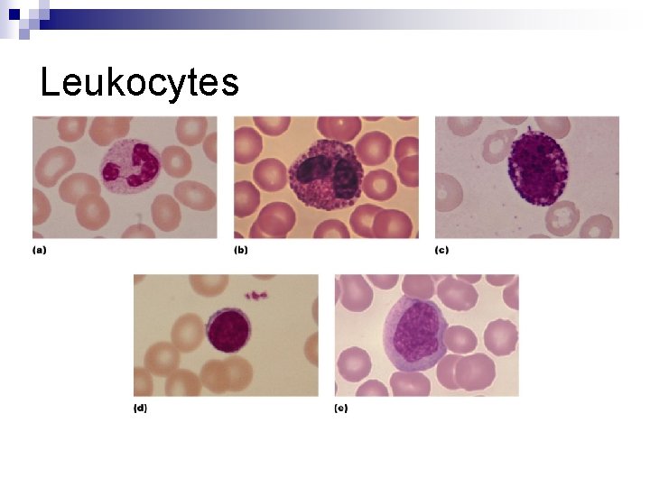 Leukocytes 