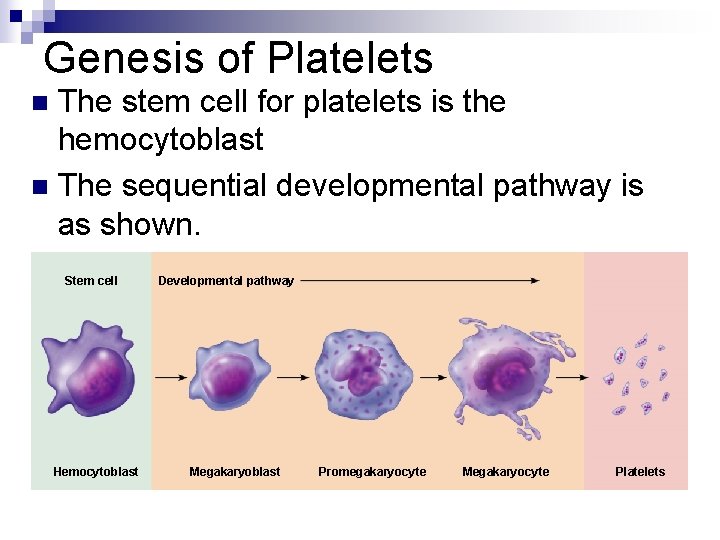 Genesis of Platelets The stem cell for platelets is the hemocytoblast n The sequential
