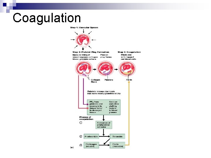 Coagulation 