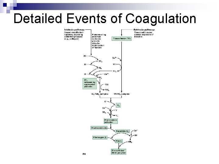 Detailed Events of Coagulation 