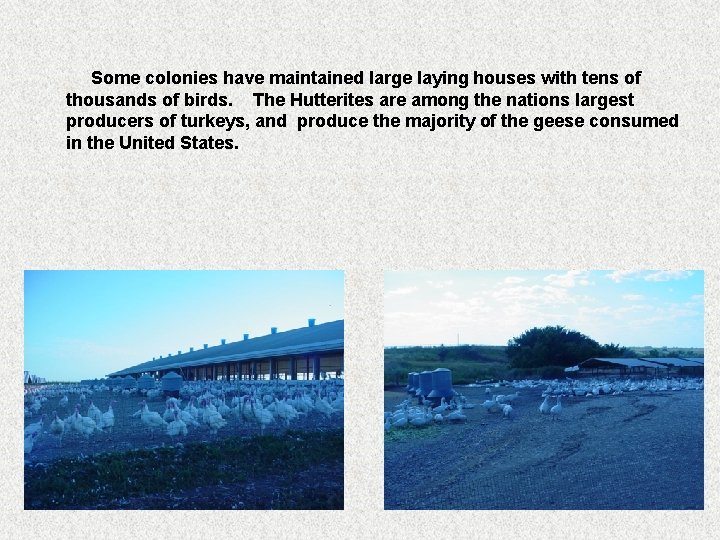 Some colonies have maintained large laying houses with tens of thousands of birds. The