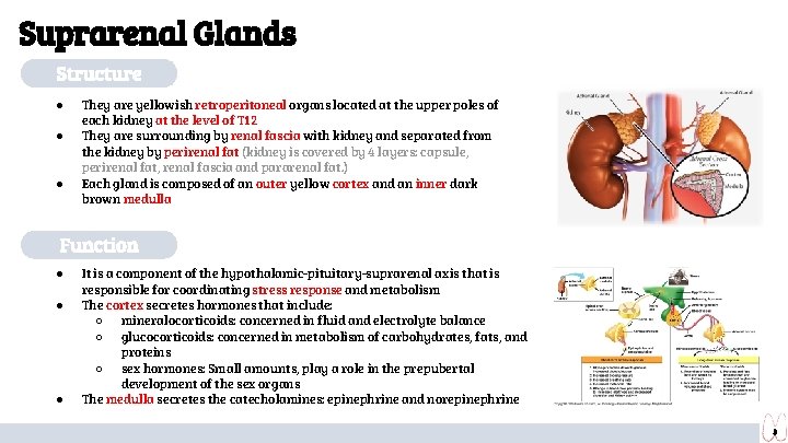 Suprarenal Glands Structure ● ● ● They are yellowish retroperitoneal organs located at the