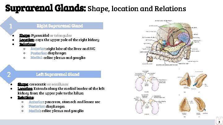 Suprarenal Glands: Shape, location and Relations 1 ● ● ● 2 ● ● ●