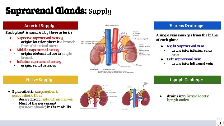 Suprarenal Glands: Supply Arterial Supply Each gland is supplied by three arteries Superior suprarenal