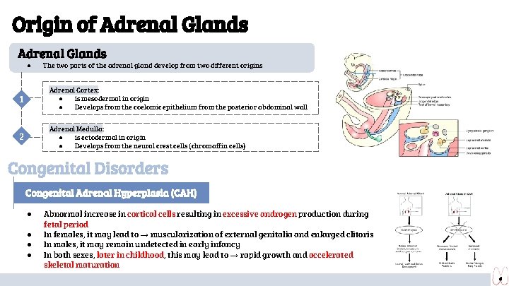 Origin of Adrenal Glands ● The two parts of the adrenal gland develop from