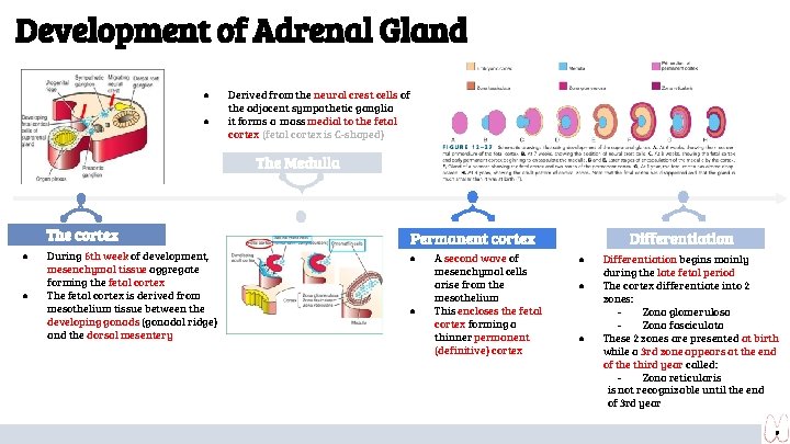 Development of Adrenal Gland ● ● Derived from the neural crest cells of the