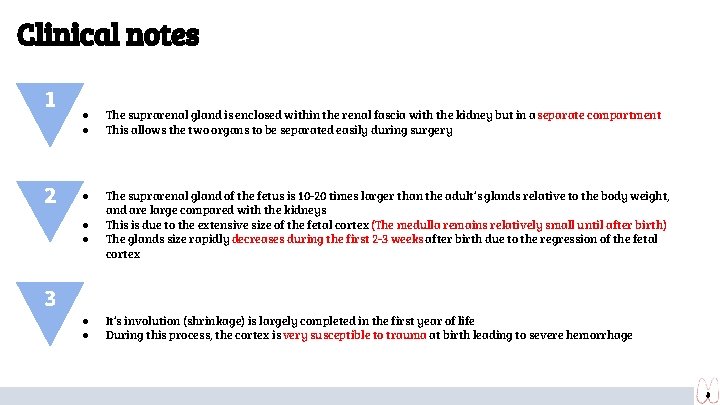 Clinical notes 1 2 ● ● The suprarenal gland is enclosed within the renal