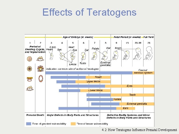 Effects of Teratogens 4. 2: How Teratogens Influence Prenatal Development 